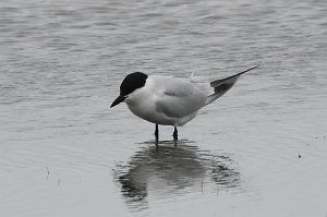 Tern, Gull-billed, 2018-05305478 Forsythe NWR, NJ